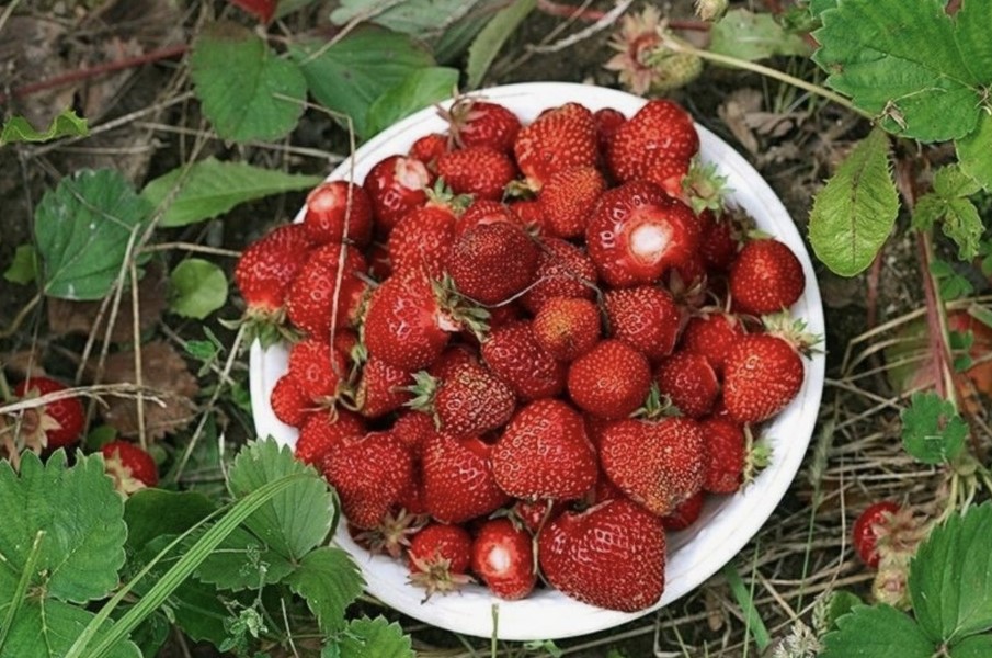 Üllatus prestiižses edetabelis. Poola puuviljad teisel kohal